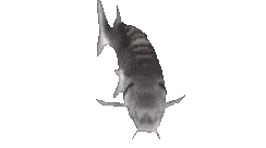 fishy